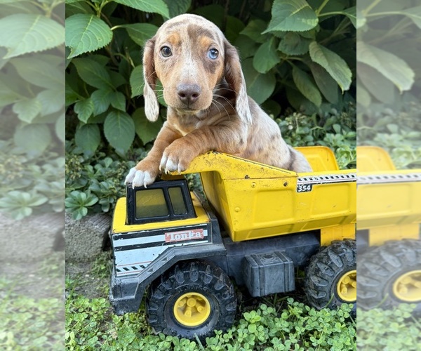 Medium Photo #3 Dachshund Puppy For Sale in MIDDLEBURY, IN, USA