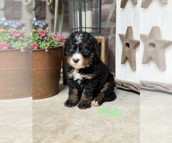 Medium Photo #2 Bernedoodle (Miniature) Puppy For Sale in DENVER, PA, USA