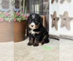 Small #1 Bernedoodle (Miniature)