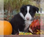 Small #3 Collie