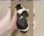 Small Photo #1 English Springer Spaniel Puppy For Sale in LOOKOUT MOUNTAIN, TN, USA