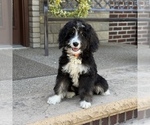 Small #3 Bernedoodle