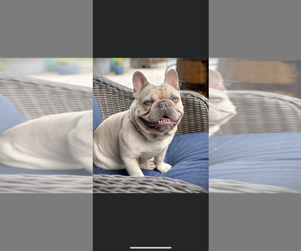 Medium Photo #1 French Bulldog Puppy For Sale in LAKE CITY, FL, USA