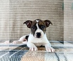 Small #1 Brat