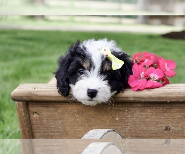 Medium Photo #4 Cavapoo Puppy For Sale in WEST SALEM, OH, USA
