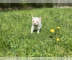 Small #6 Pomsky