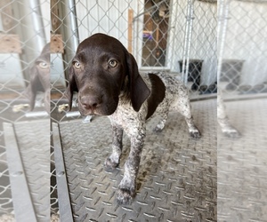 German Shorthaired Pointer Puppy for sale in WARSAW, NC, USA