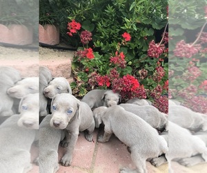 Weimaraner Puppy for Sale in MORENO VALLEY, California USA