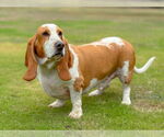 Small Basset Hound