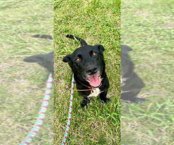 Medium Photo #8 Mutt Puppy For Sale in Abbeville, LA, USA