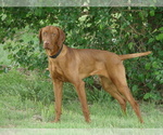 Puppy Rusty Vizsla