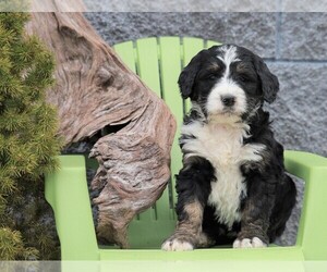 Bernedoodle Puppy for sale in FREDERICKSBG, OH, USA