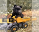 Small #1 Pomeranian