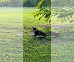Small #6 Huskies  Mix