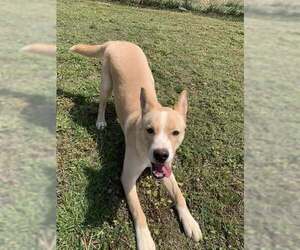 Mutt Dogs for adoption in Fairfield, IL, USA