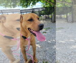 Small #8 Labrador Retriever Mix