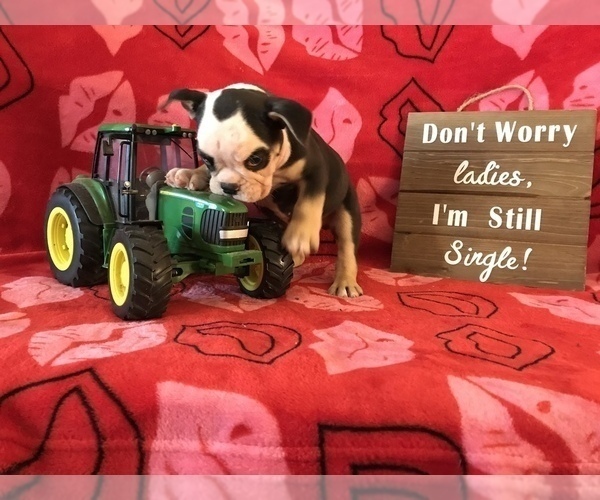 Medium Photo #11 Olde English Bulldogge Puppy For Sale in CYNTHIANA, IN, USA