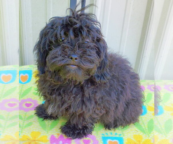 Medium Photo #2 ShihPoo Puppy For Sale in Mountain View, MO, USA