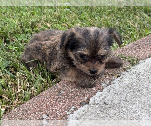 Medium Photo #5 Yorkshire Terrier Puppy For Sale in NEWTON, NC, USA