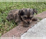Small #4 Yorkshire Terrier