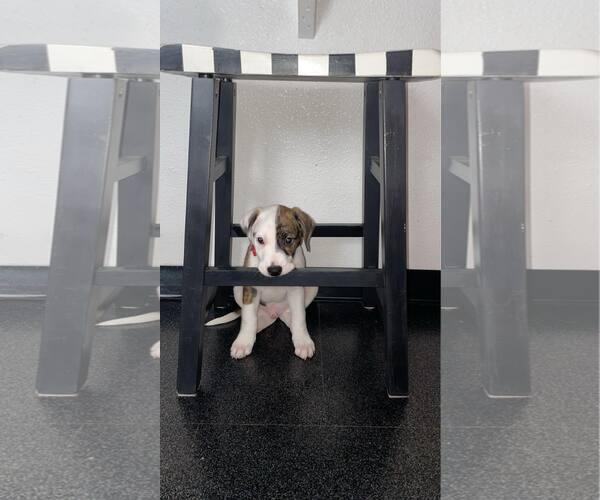 Medium Photo #4 American Staffordshire Terrier-Unknown Mix Puppy For Sale in Duluth, MN, USA