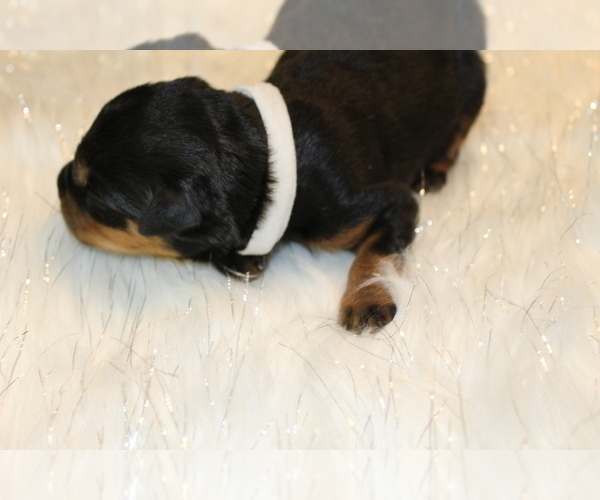 Medium Photo #6 Rottweiler Puppy For Sale in HEMINGWAY, SC, USA