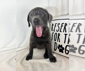 Labrador Retriever Puppy for sale in GREENFIELD, IN, USA