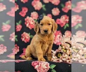 Golden Retriever Puppy for sale in OXFORD, PA, USA