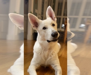 Father of the Golden Shepherd puppies born on 10/08/2023