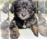 Small Photo #2 Aussiedoodle-Aussiedoodle Miniature  Mix Puppy For Sale in MONTECITO, CA, USA