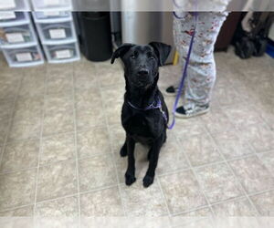 Labrador Retriever-Unknown Mix Dogs for adoption in Raleigh, NC, USA