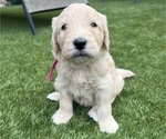 Small #10 Goldendoodle