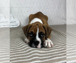 Small #2 Boxer