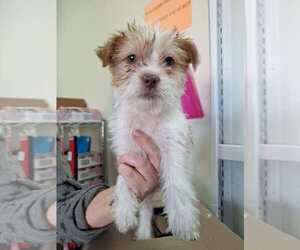 Mutt Dogs for adoption in Candler, NC, USA