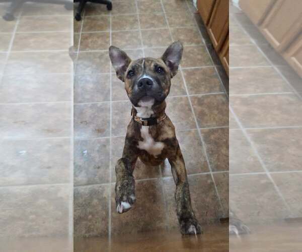 Medium Photo #1 Mutt Puppy For Sale in Martinsburg, WV, USA