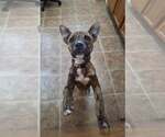 Small Mutt