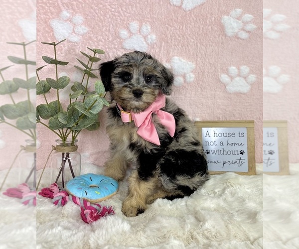Medium Photo #5 Bernedoodle (Miniature) Puppy For Sale in NOBLESVILLE, IN, USA