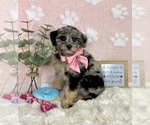 Small #4 Bernedoodle (Miniature)