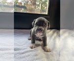 Small Photo #3 American Bully Puppy For Sale in SOMERSET, KY, USA