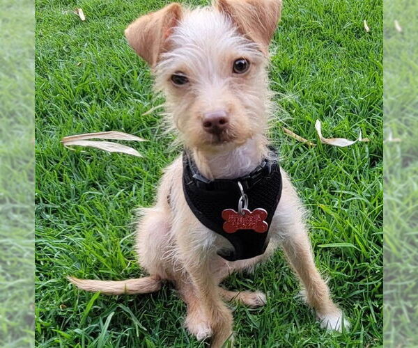 Medium Photo #1 Chihuahua-Unknown Mix Puppy For Sale in San Diego, CA, USA