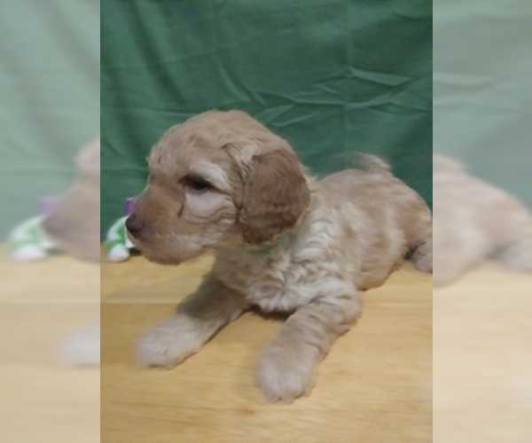 Medium Photo #6 Goldendoodle (Miniature) Puppy For Sale in NORTH LIBERTY, IN, USA