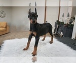 Small #11 Doberman Pinscher