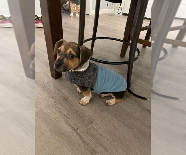 Medium Photo #9 Mutt Puppy For Sale in Foristell, MO, USA