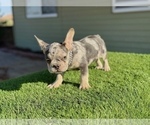Small #10 French Bulldog