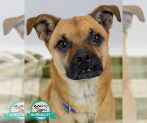 Pug-Unknown Mix Dogs for adoption in Kennesaw, GA, USA
