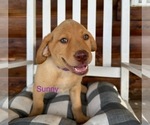 Puppy Sunny Labrador Retriever
