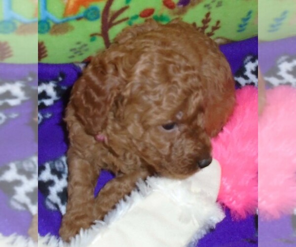 Medium Photo #1 Poodle (Standard) Puppy For Sale in CLATSKANIE, OR, USA