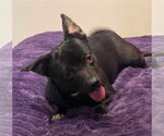 Small #1 Chihuahua Mix