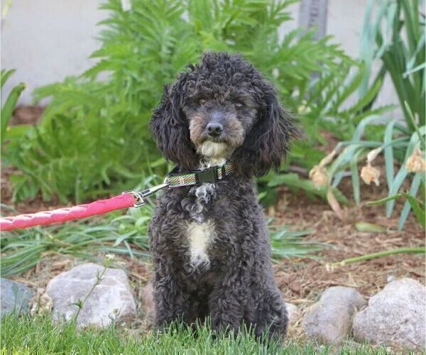 Medium Photo #3 Poodle (Toy) Puppy For Sale in MILFORD, IN, USA