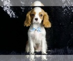 Small Photo #43 Cavalier King Charles Spaniel Puppy For Sale in WARSAW, IN, USA